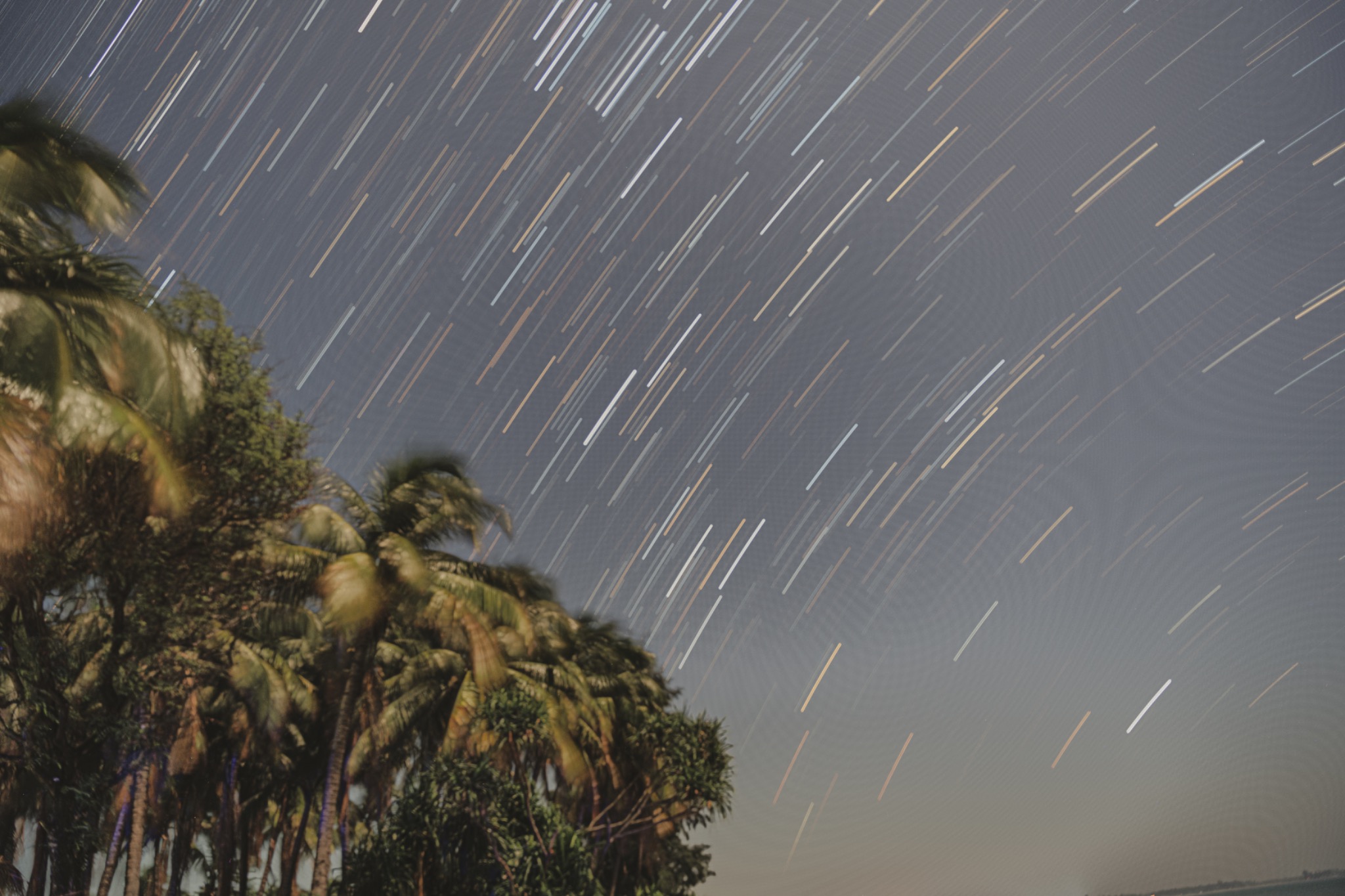 Star trails sweeping across the night sky above palm trees